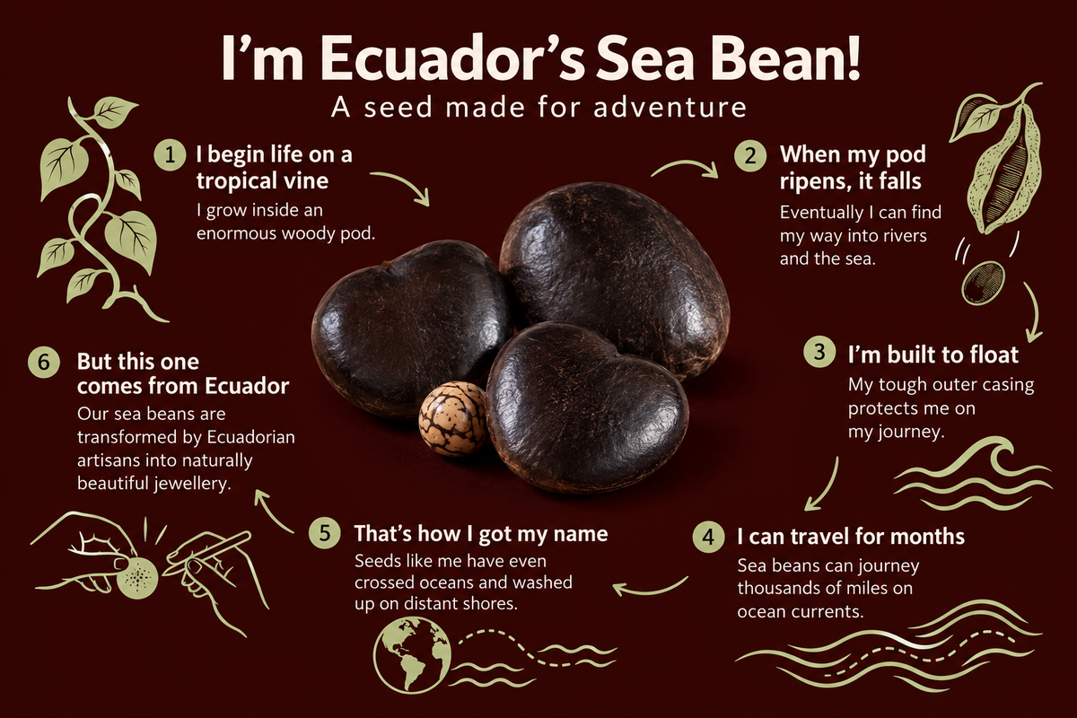 Sea Bean infographic