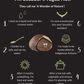 Infographic about Ecuador's Tagua Nut transformation process on a black background