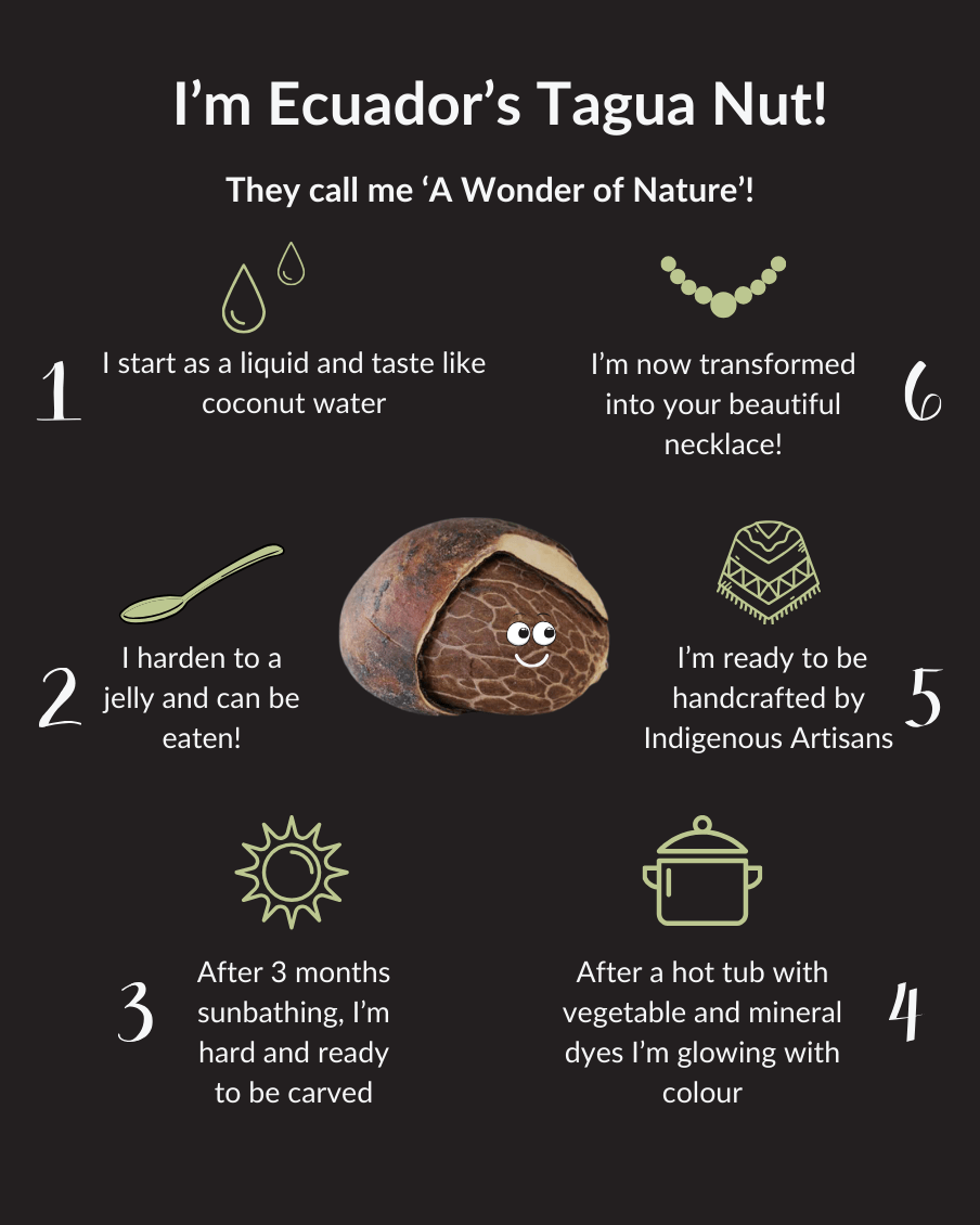 Infographic about Ecuador's Tagua Nut transformation process on a black background